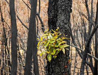 arbusto_floresta_eucalipto_queimada
