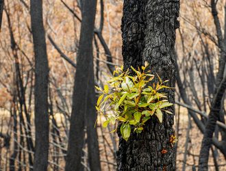 Bracell lança campanha de combate a incêndios florestais na Bahia