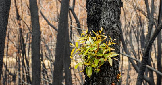 Bracell lança campanha de combate a incêndios florestais na Bahia