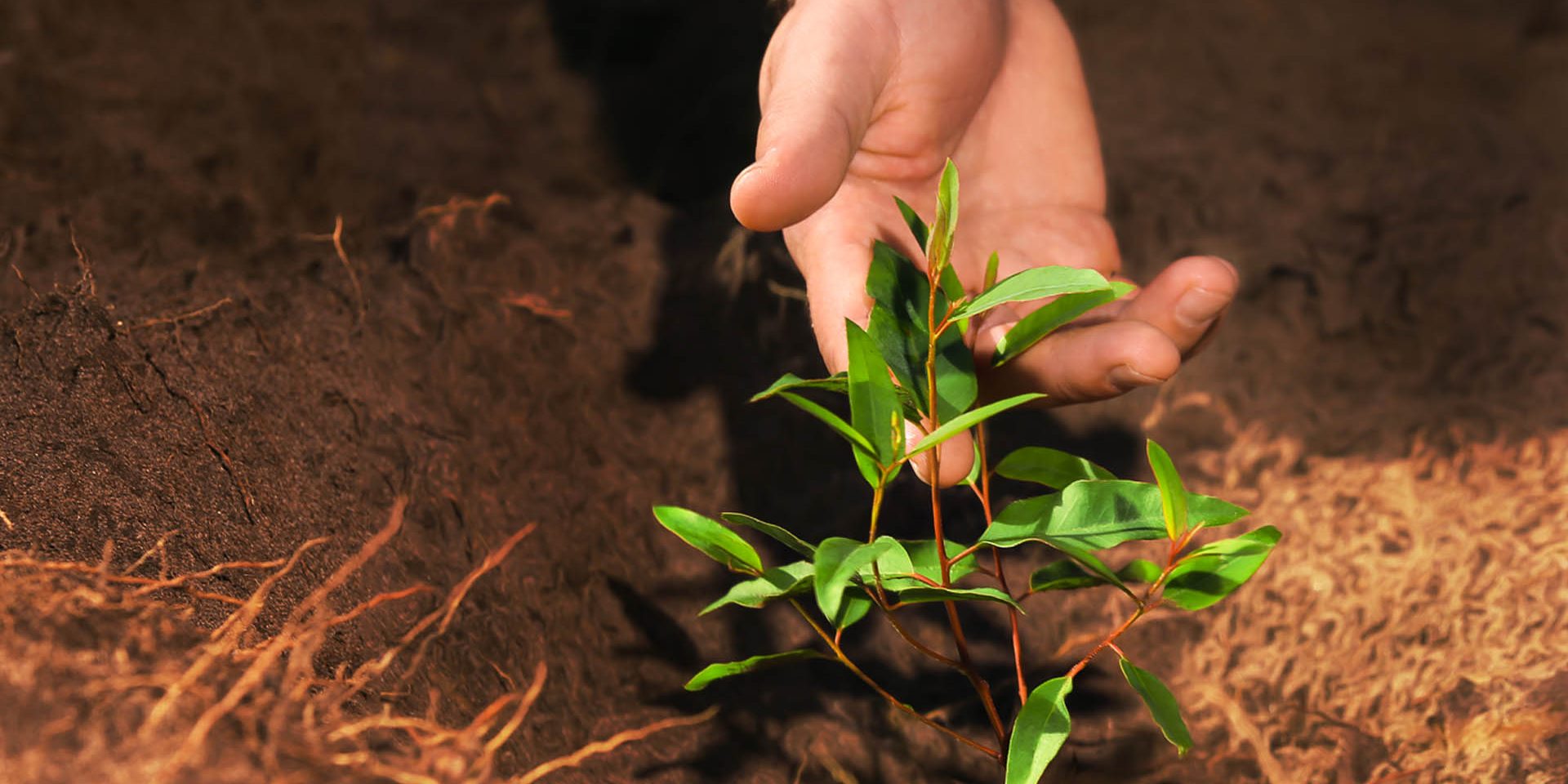 Bracell aposta no manejo florestal sustentável para a conservação do solo