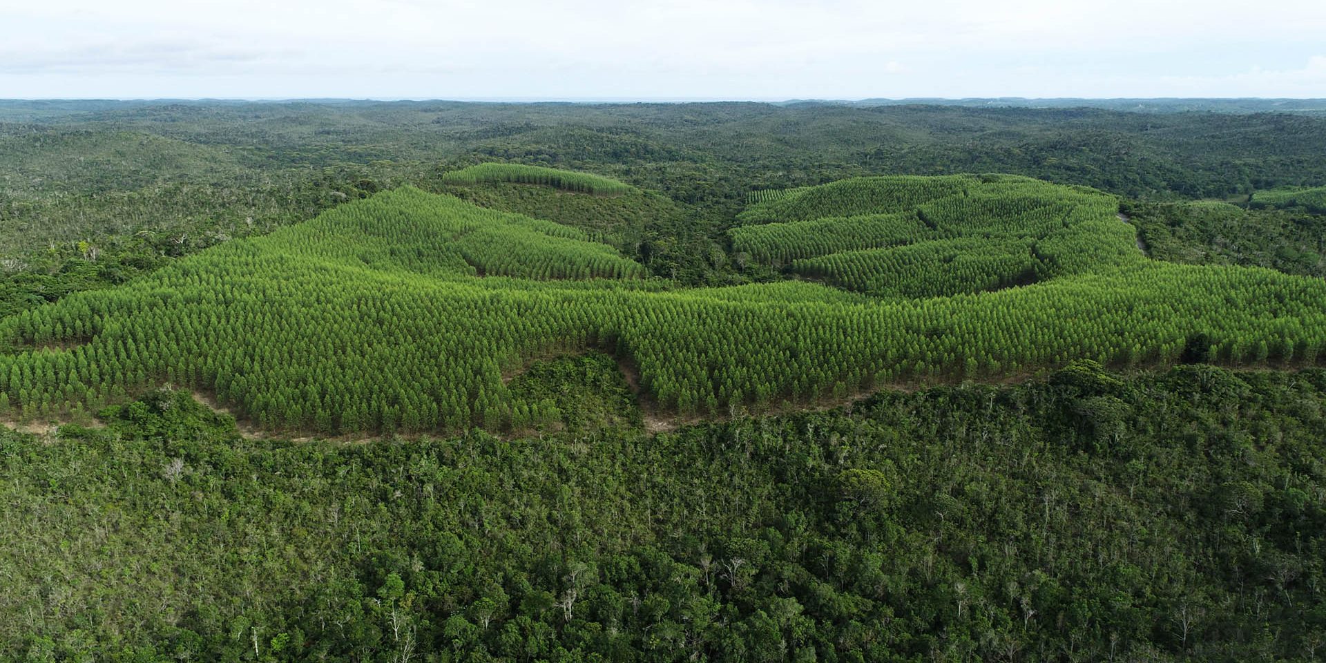 área_florestal_Bracell_Bahia