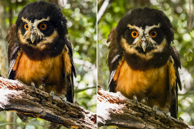 soltura coruja-murucututu em reserva da Bahia