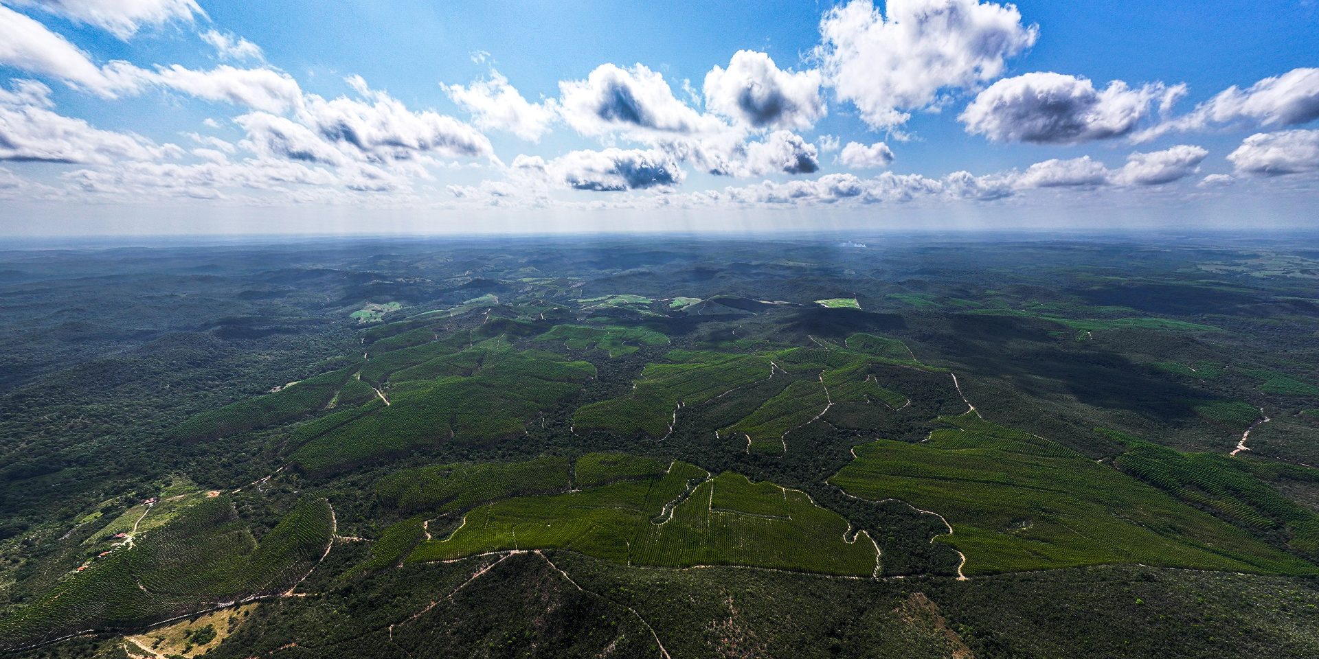 Bracell makes a commitment with the São Paulo government to preserve 115 thousand hectares of native forests