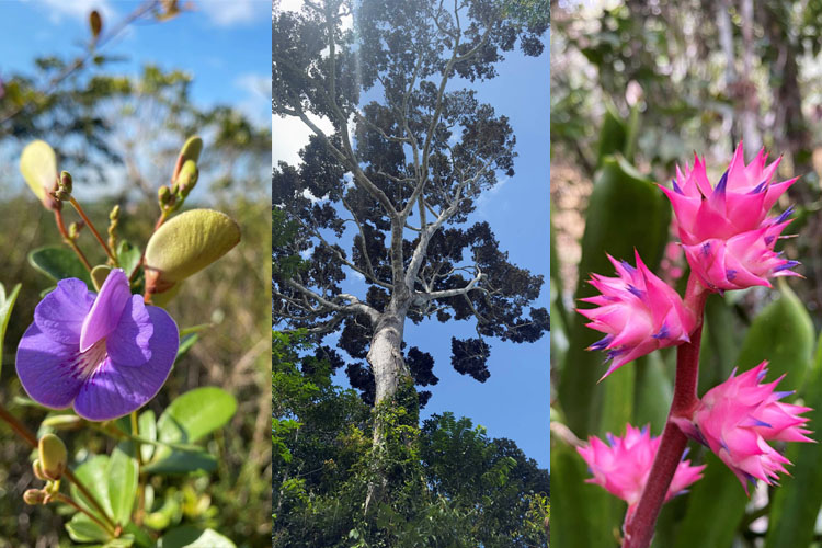 monitoramento de flora em áreas da Bracell na Bahia