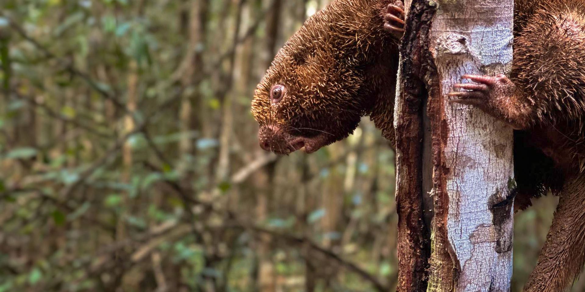 Ouriço-preto, um dos animais silvestres soltos em áreas de conservação da Bracell na Bahia