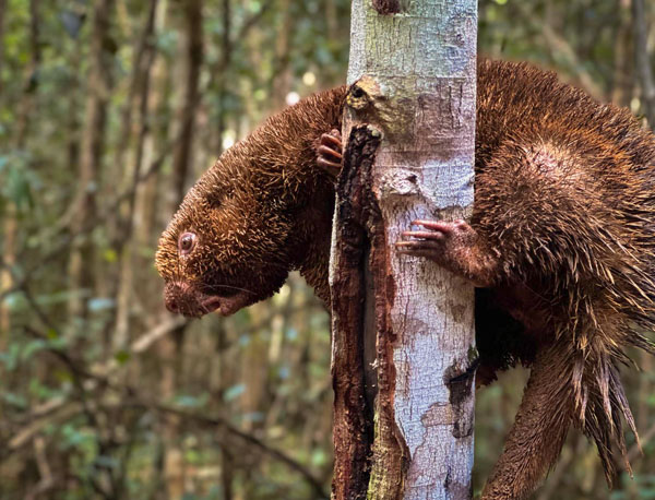 Ouriço-preto, um dos animais silvestres soltos em áreas de conservação da Bracell na Bahia