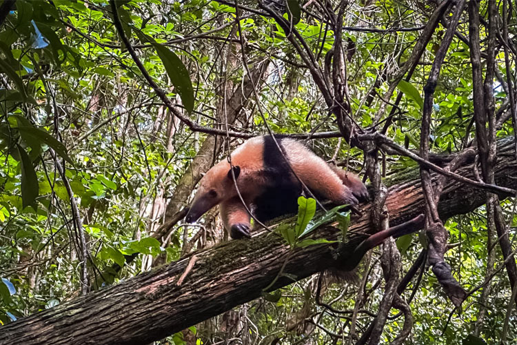 Tamanduá-mirim, um dos animais silvestres soltos em área de conservação da Bracell na Bahia