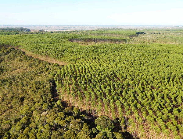 mosaico florestal representando o Compromisso Um-Para-Um da Bracell, reconhecido no Prêmio Expressão de Ecologia