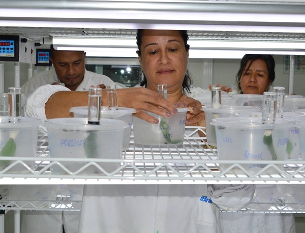 biofábrica da Bracell em Alagoinhas