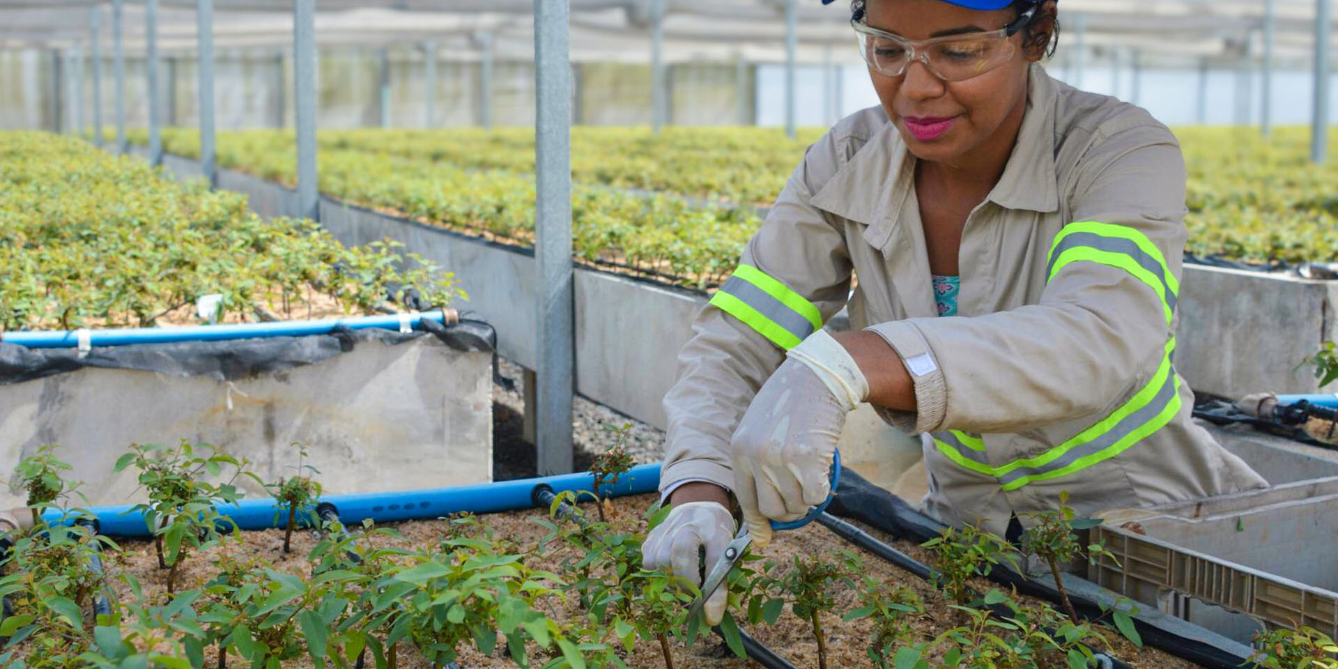 colaboradora da Bracell no viveiro plano de manejo florestal