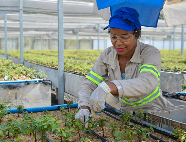 colaboradora da Bracell no viveiro plano de manejo florestal